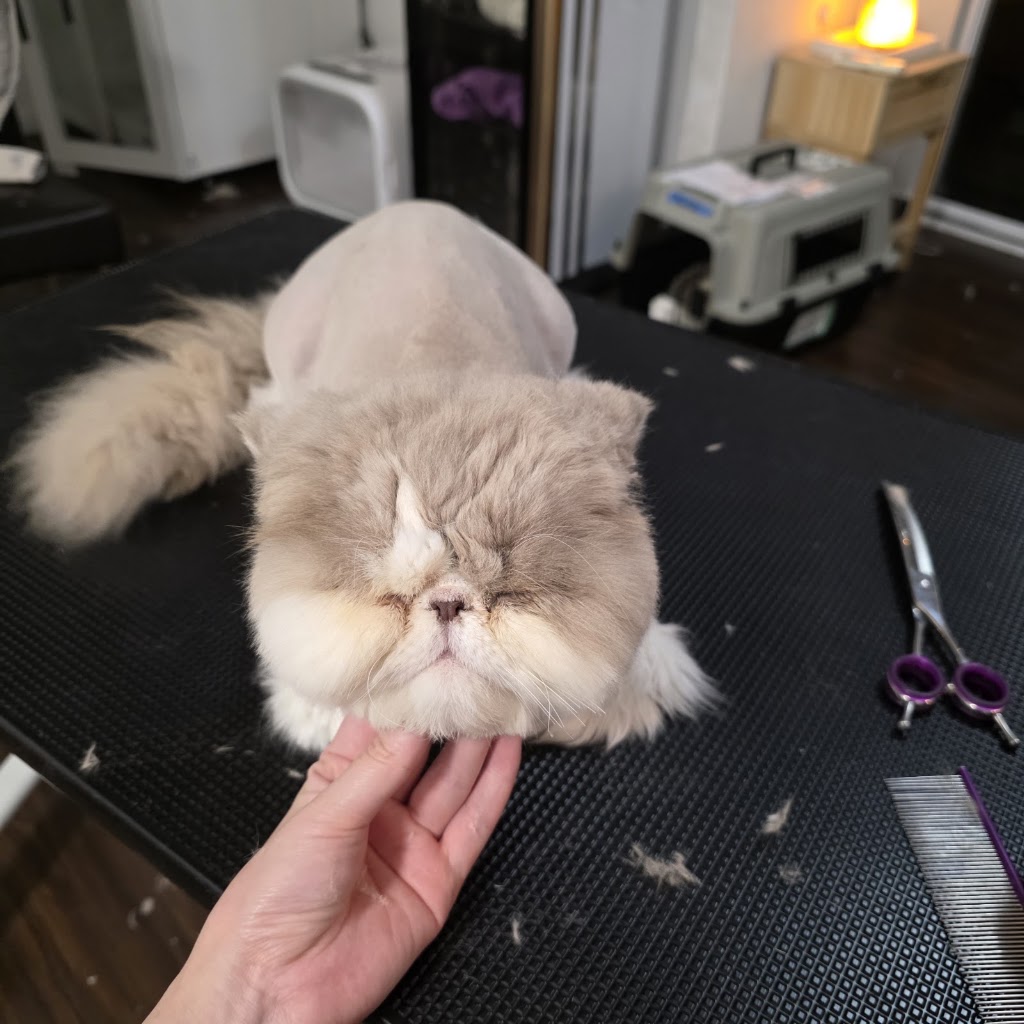 Dreamy Pet Grooming | 142 Greaves Rd, Narre Warren South VIC 3805, Australia | Phone: 0450 801 015
