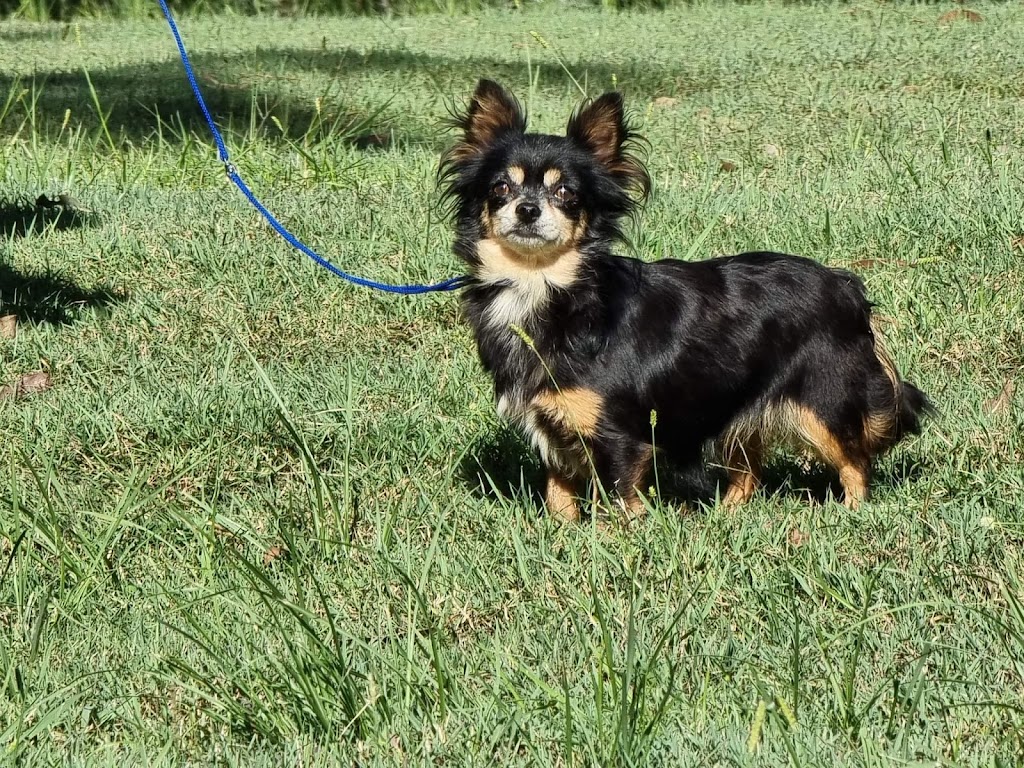 Valhalla Dog Grooming | 26 Rees James Rd, Raymond Terrace NSW 2324, Australia | Phone: 0403 564 188