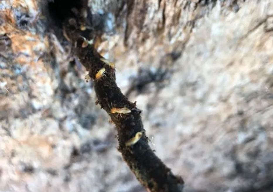 Greenspest | 8/74 Mountbatten Dr, Dubbo NSW 2830, Australia | Phone: (02) 6882 3786