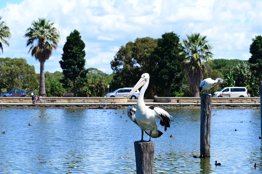 Centennial Park Duck Pond | park | Park, Centennial Park NSW 2021, Australia | 0293396699 OR +61 2 9339 6699
