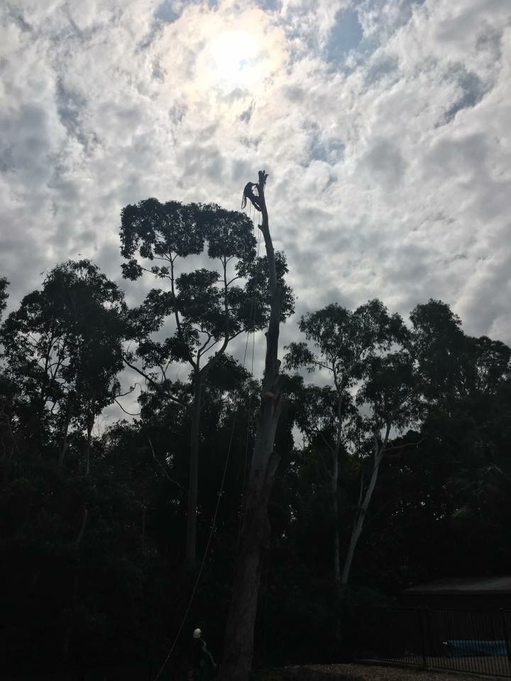 Community Tree Services - Arborists Tree Lopping & Stump Grindin | 17 Centenary Rd, Slacks Creek QLD 4127, Australia | Phone: 0420 954 062