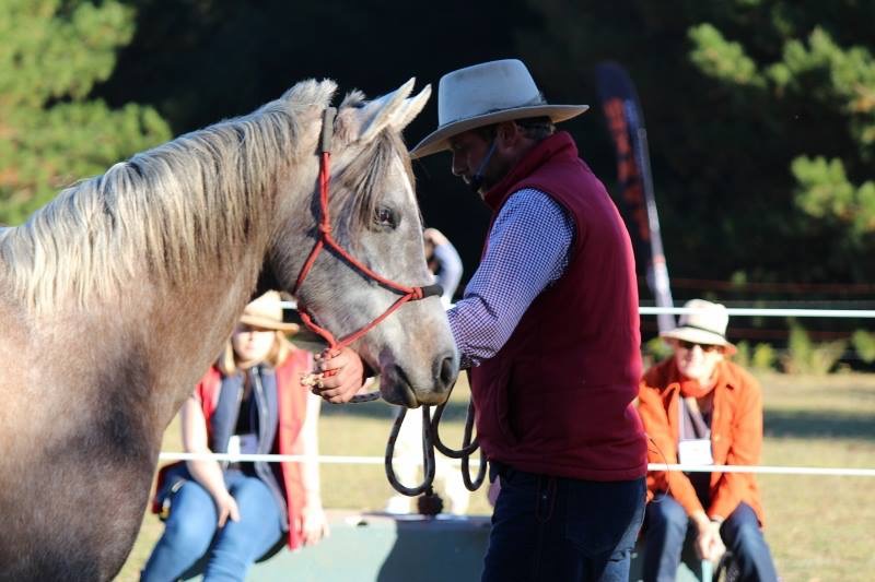 Equine Ability | 1671 Lower Piambong Rd, Piambong NSW 2850, Australia | Phone: 0417 200 411