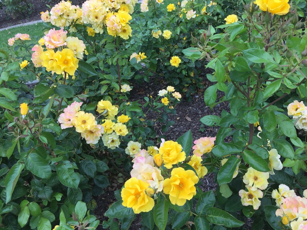 Mornington Botanical Rose Gardens Dunns Rd & MorningtonTyabb Rd