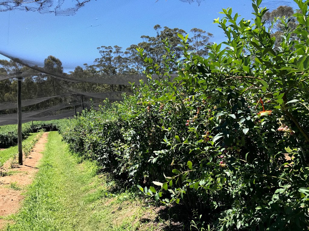 Clyde River Berry Farm |  | LOT 22 The River Rd, Mogood NSW 2538, Australia | 0244781057 OR +61 2 4478 1057