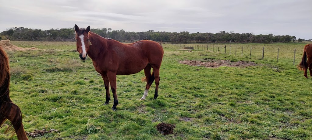 Motree Thoroughbreds | 2828 Waterhouse Rd, Waterhouse TAS 7262, Australia | Phone: 0417 350 064