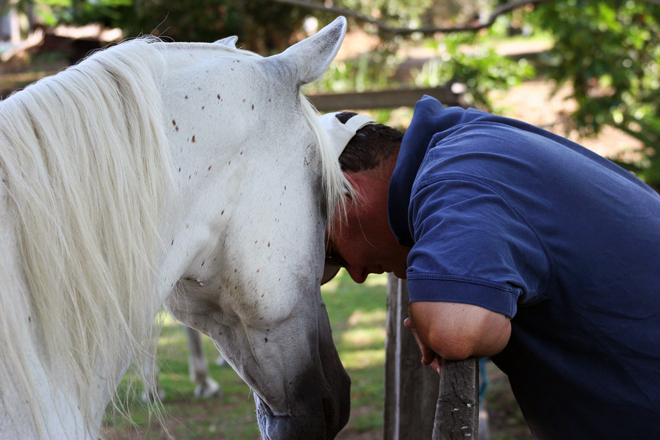 The Palms Arabians |  | 239-255 Scott Ln, North MacLean QLD 4280, Australia | 0414779910 OR +61 414 779 910