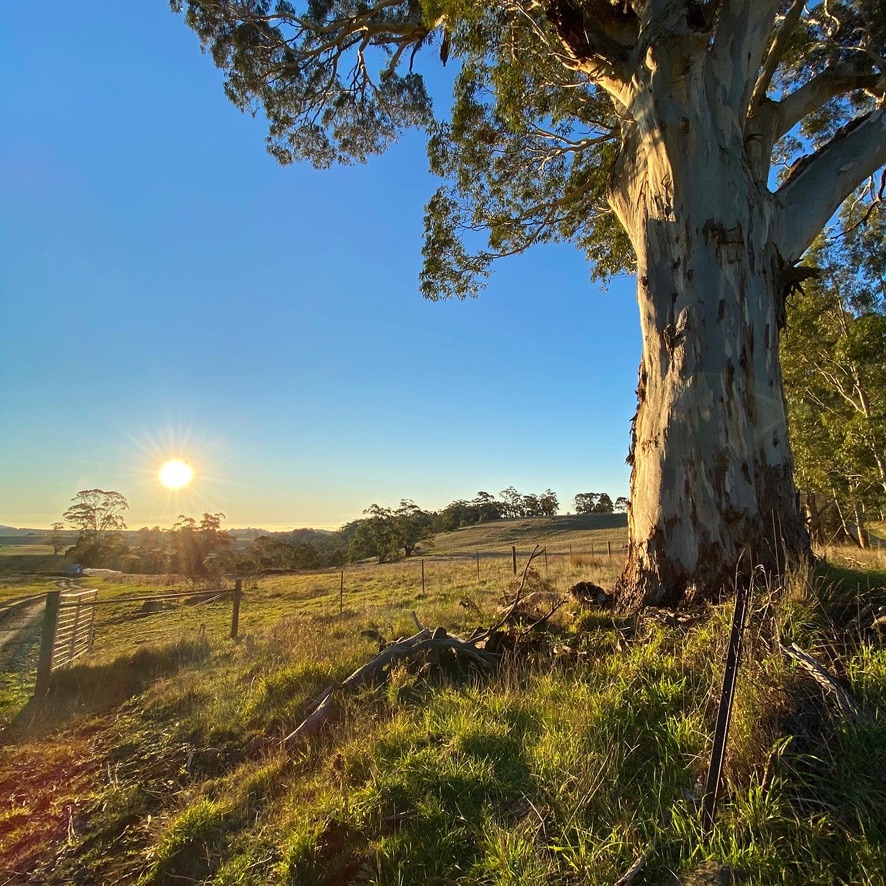 Noahs Hut | 75 Gays Rd, Wheatsheaf VIC 3461, Australia | Phone: 0414 699 606