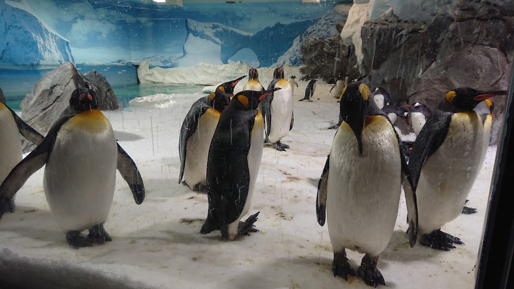 Penguin Encounter | tourist attraction | Main Beach QLD 4217, Australia | 133386 OR +61 133386