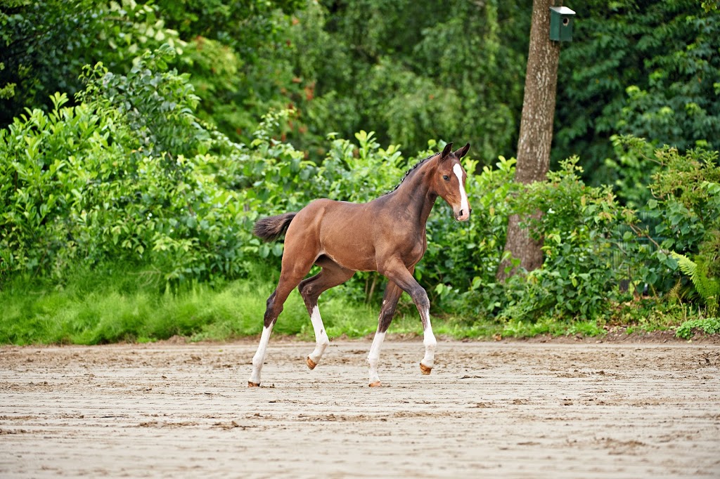 Gostelow Equestrian |  | 164 Seven Creeks Rd, Wallabadah NSW 2343, Australia | 0408862264 OR +61 408 862 264