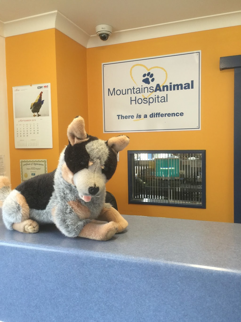 Mountains Animal Hospital | 74 Murphy St, Blaxland NSW 2774, Australia | Phone: (02) 4739 4011