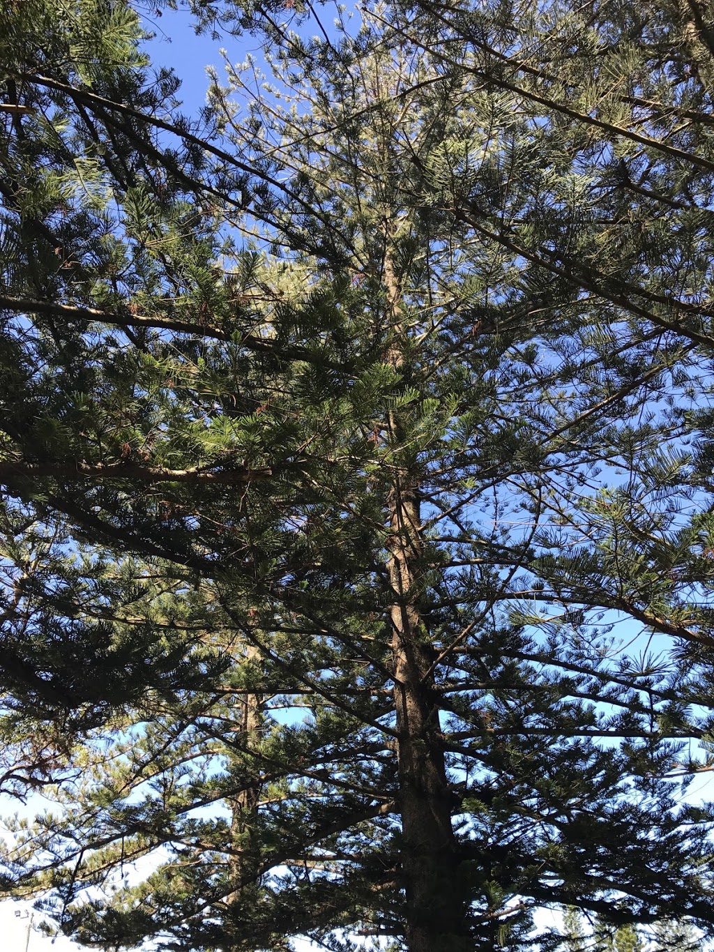 Accomplished Tree Management | 7 Koel Cres, Port Macquarie NSW 2444, Australia | Phone: 0411 443 535