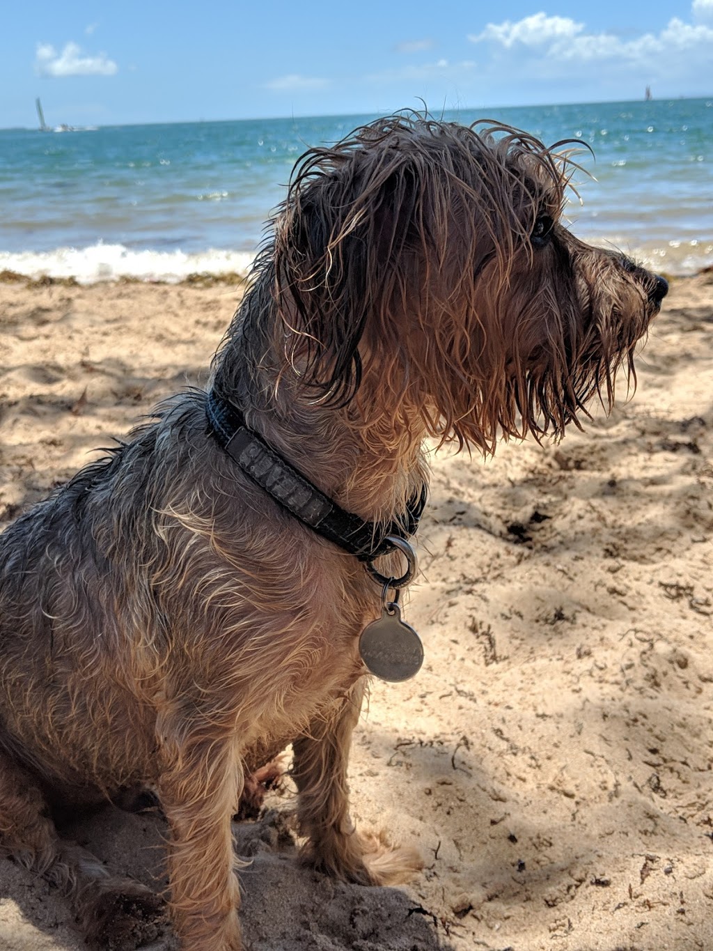 Raby Bay Dog Beach | Cleveland QLD 4163, Australia