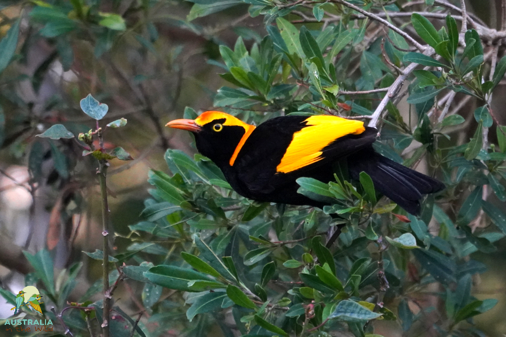 Australia in the Wild | 131a Strong Rd, Dayboro QLD 4521, Australia | Phone: 0484 692 273