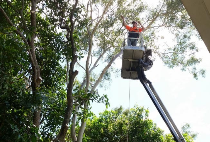 Wades Tree Service | 468 MacKay Habana Rd, Nindaroo QLD 4740, Australia | Phone: (07) 4942 8770