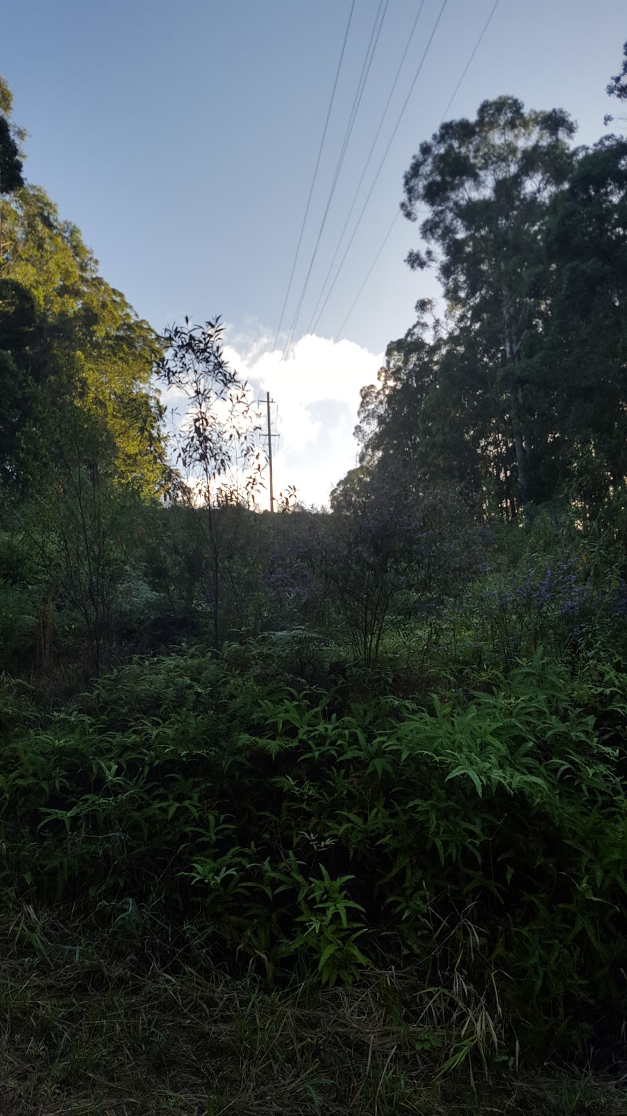 Nambour parkrun | Radar Hill Rd, Bli Bli QLD 4560, Australia