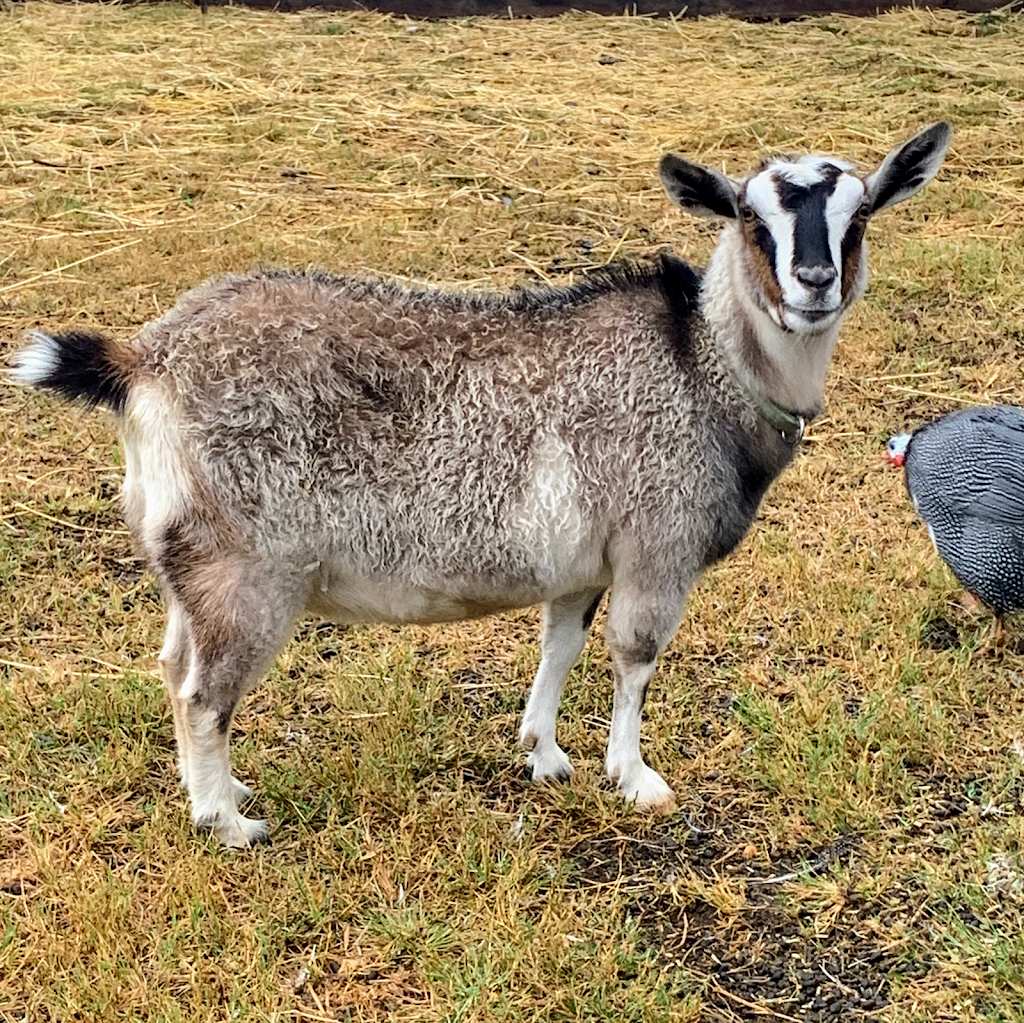 buccanwood miniature goats |  | 40/42 Ooah Cct, Buccan QLD 4207, Australia | 0430045526 OR +61 430 045 526