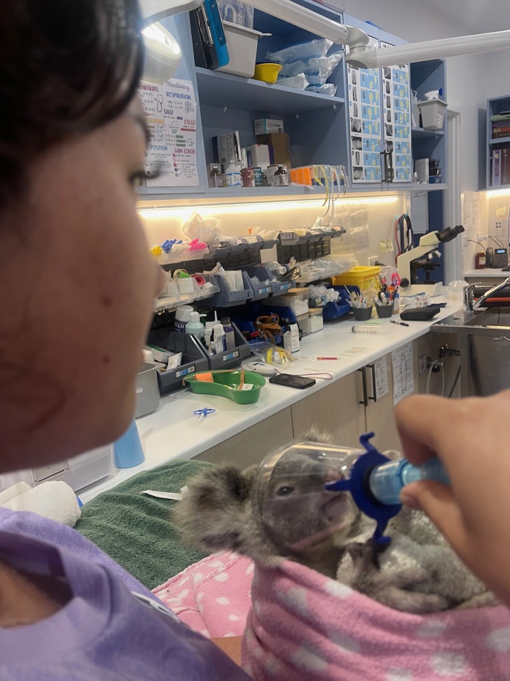 Minjerribah Wildlife Veterinary and Conservation Foundation | 8 Bingle Rd, Dunwich QLD 4183, Australia | Phone: (07) 3487 1009