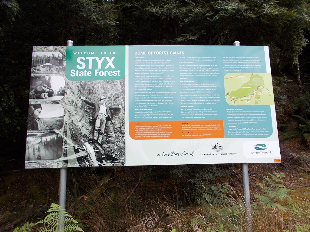 Big Tree Forest Reserve | Styx TAS 7140, Australia