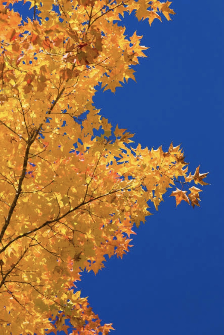 Karuna Counselling | 30 Leumeah Rd, Woodford NSW 2778, Australia | Phone: 0425 362 384