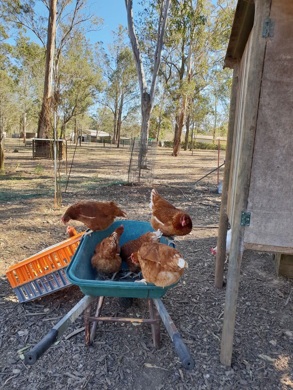 Evans Chickens | 173 Whitmore Rd, Maraylya NSW 2765, Australia | Phone: 0407 659 927