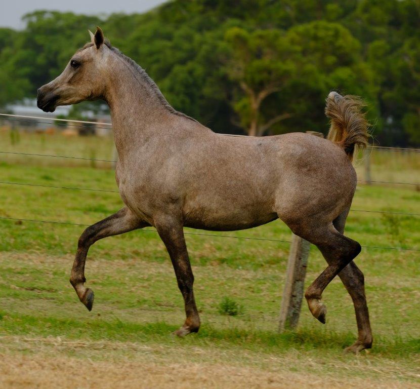 Myth Haven Arabian Farm | 1399 Macleay Valley Way, Seven Oaks NSW 2440, Australia | Phone: (02) 6567 4379