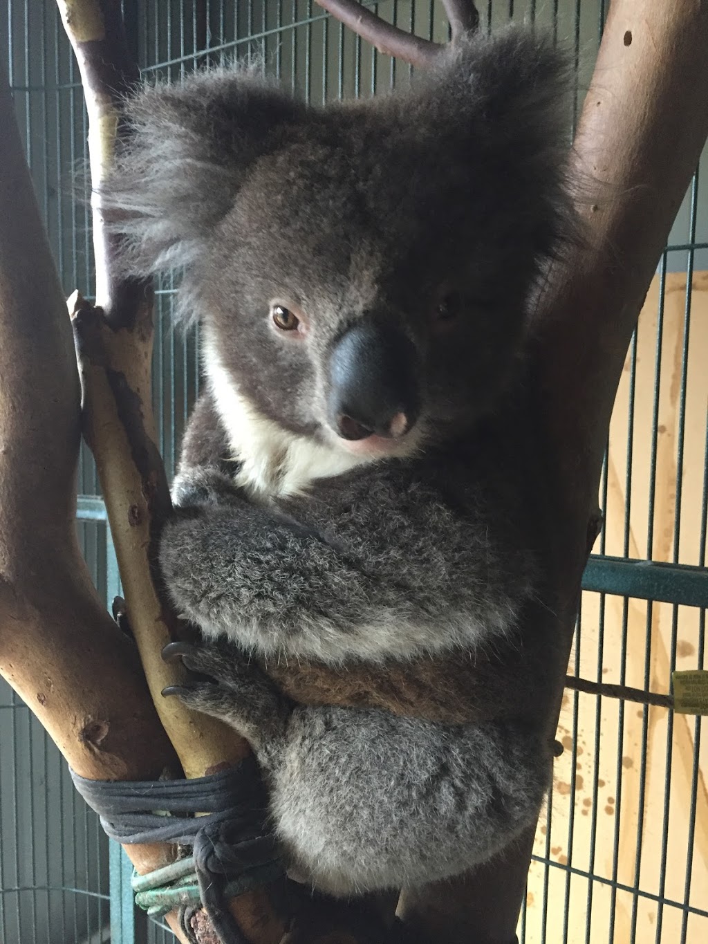Adelaide and Hills Koala Rescue - 1300KOALAZ Inc | Bowen Rd, Tea Tree Gully SA 5091, Australia | Phone: 1300 562 529