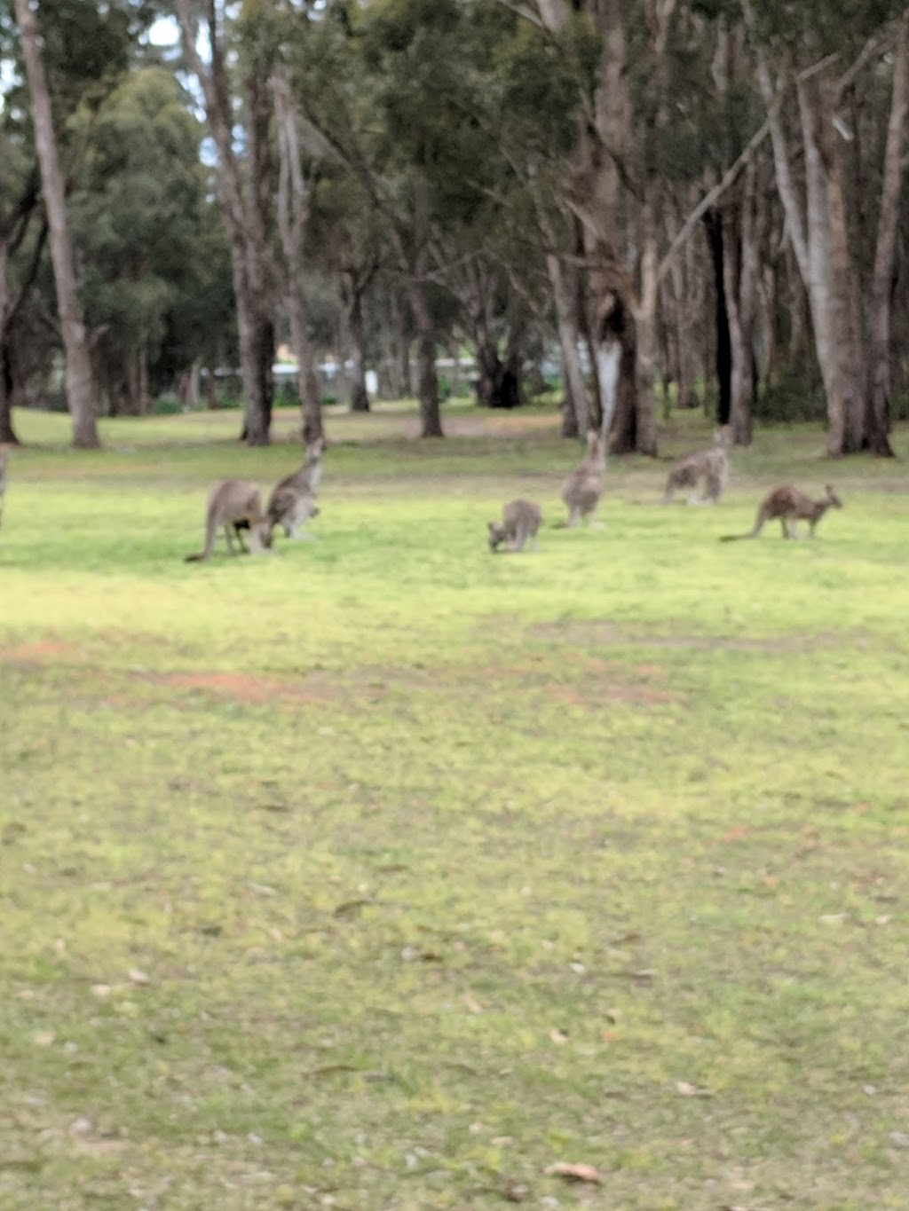 Seymour Golf Club | Goulburn Valley Highway, Seymour VIC 3660, Australia | Phone: (03) 5792 1117