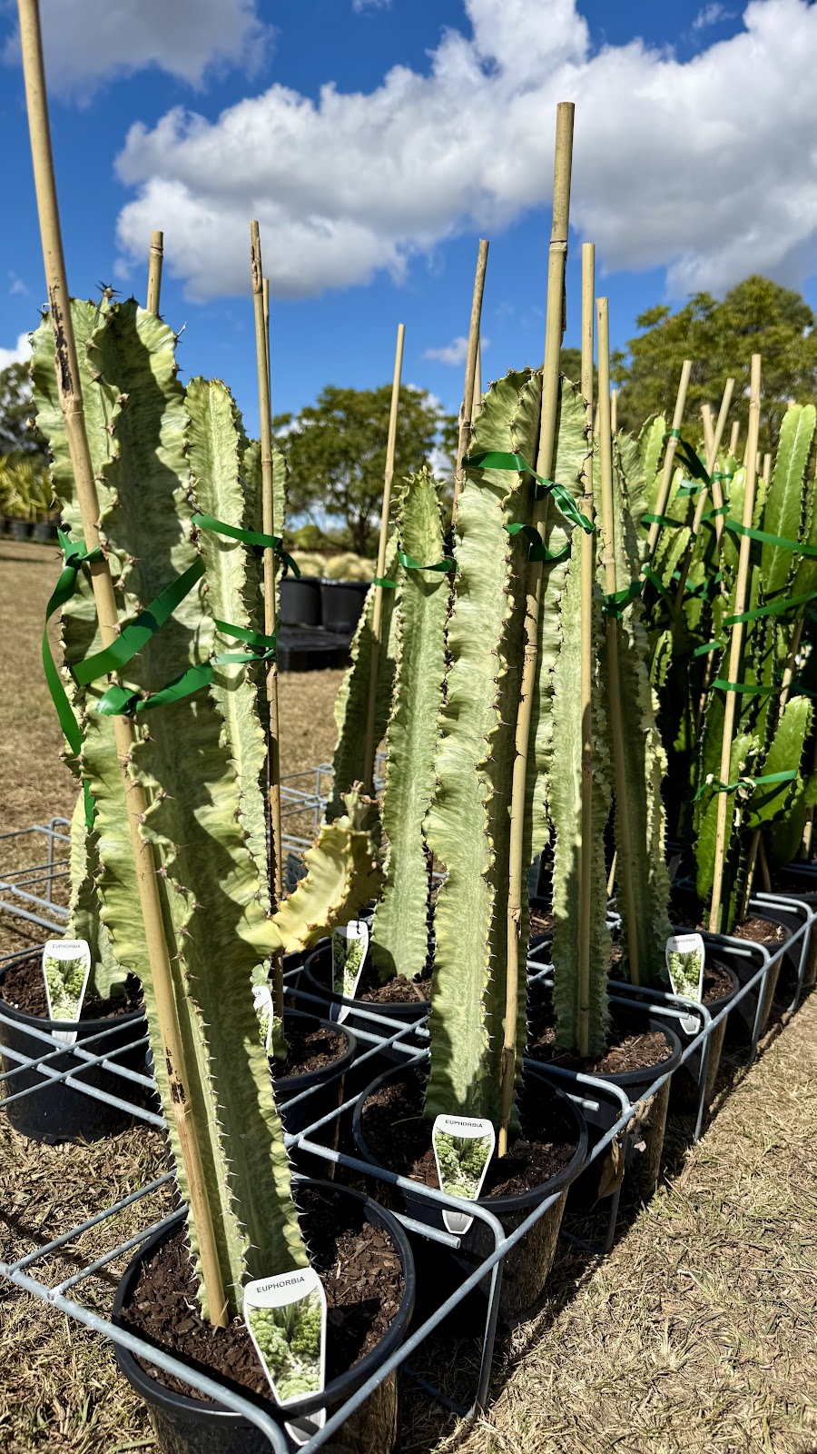 Tropical Living Nursery | 470 Menangle Rd, Menangle NSW 2568, Australia | Phone: 0423 253 500