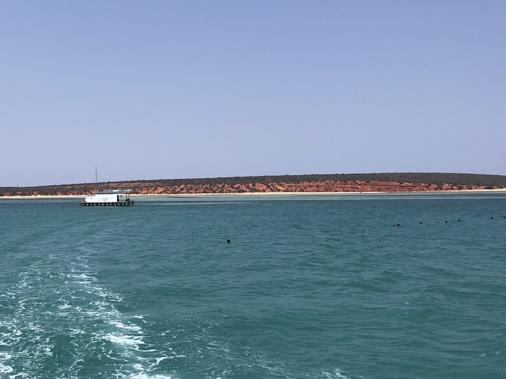 Aristocat2 Perfect Nature Cruises | 1 Monkey Mia Rd, Monkey Mia WA 6537, Australia | Phone: 1800 030 427