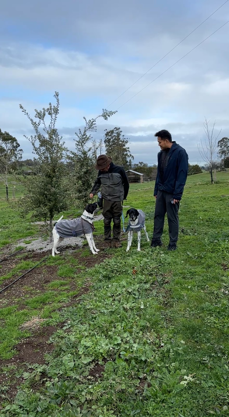 Scotch Hill Truffle Farm | 119 McDougal Rd, Neerim South VIC 3831, Australia | Phone: 0417 426 427