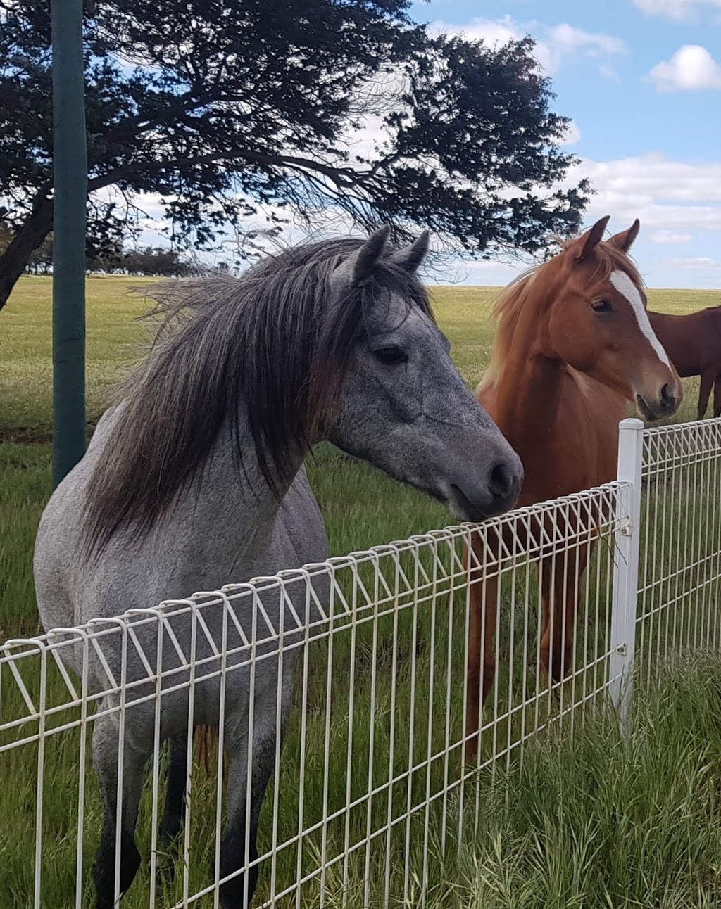 Allenmore Stud. Riding Ponies & Thoroughbreds | food | Yarrock Rd, Kaniva VIC 3419, Australia | 0353922551 OR +61 3 5392 2551