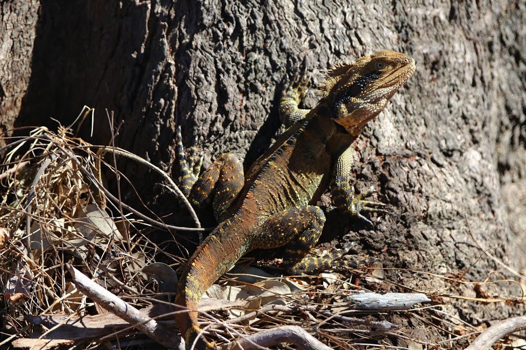 Everlasting Swamp National Park | Lower Southgate NSW 2460, Australia