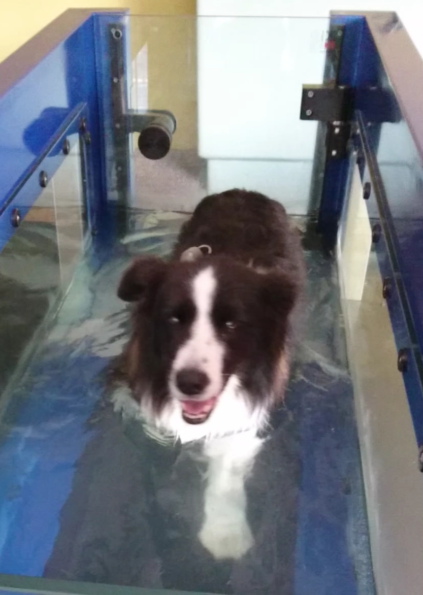 Active Canines - Hydrotherapy For Dogs |  | 45 Monteith St, Turramurra NSW 2074, Australia | 0477011448 OR +61 477 011 448