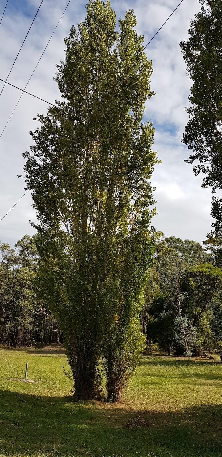 Buxton Silver Gum Reserve | park | 1839 Maroondah Hwy, Buxton VIC 3711, Australia