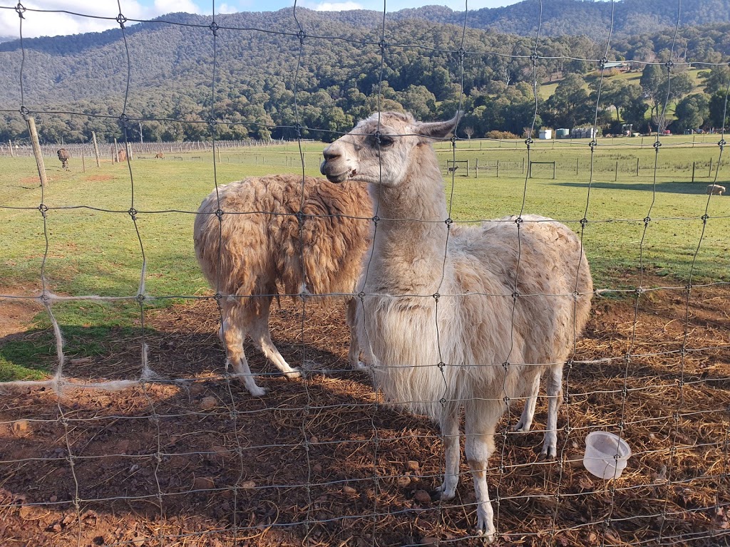 The Red Stag and Emu Farm | 324 Hughes Ln, Eurobin VIC 3739, Australia | Phone: (03) 5756 2365