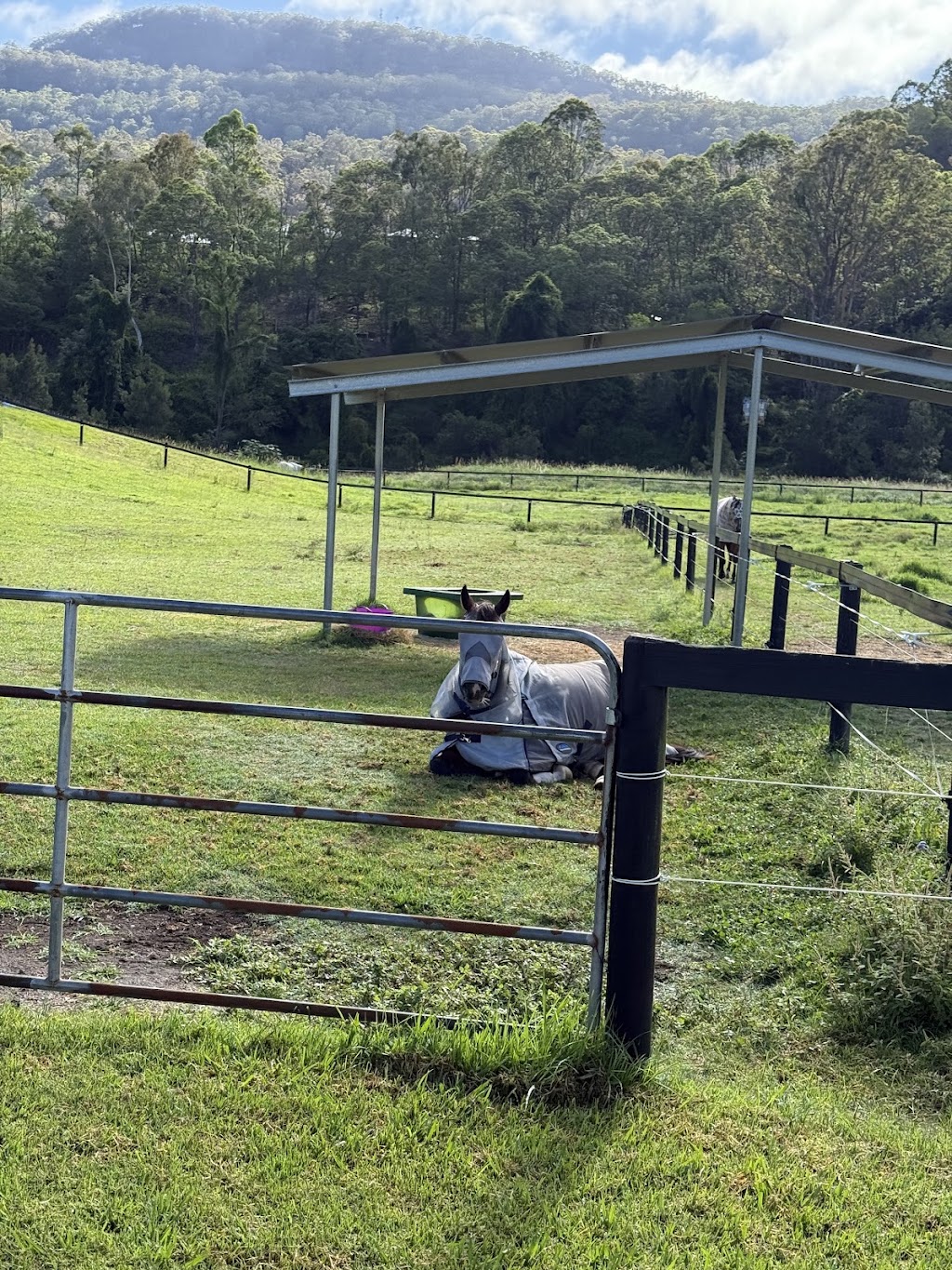 The Royal Palm Equine | 2450 Beaudesert Nerang Rd, Canungra QLD 4275, Australia | Phone: 0466 688 934