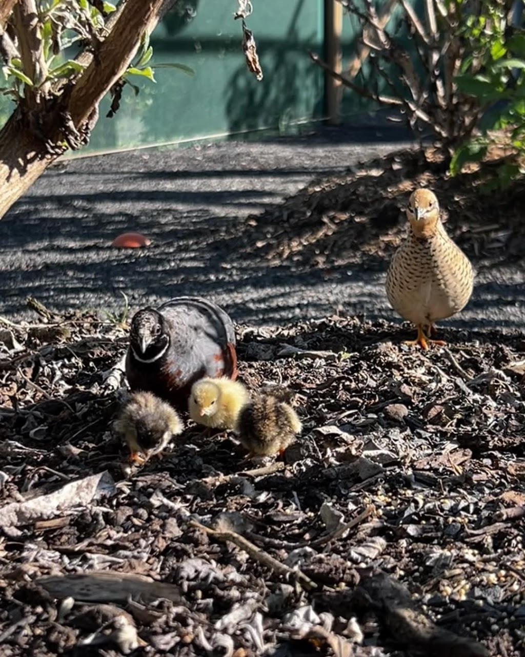 The Garden of Eden Grantham | F53F+J4, Grantham QLD 4347, Australia | Phone: 0409 491 419