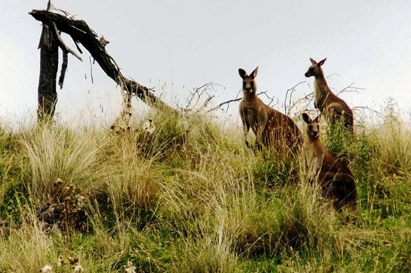 Woodland Wagyu | food | Woodlands, 1206 Maybole Rd, Ben Lomond NSW 2365, Australia | 0267332150 OR +61 2 6733 2150