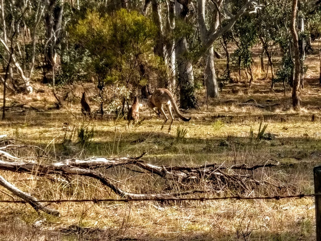 Clancys Walking Track | park | 4 Antill St, Watson ACT 2602, Australia