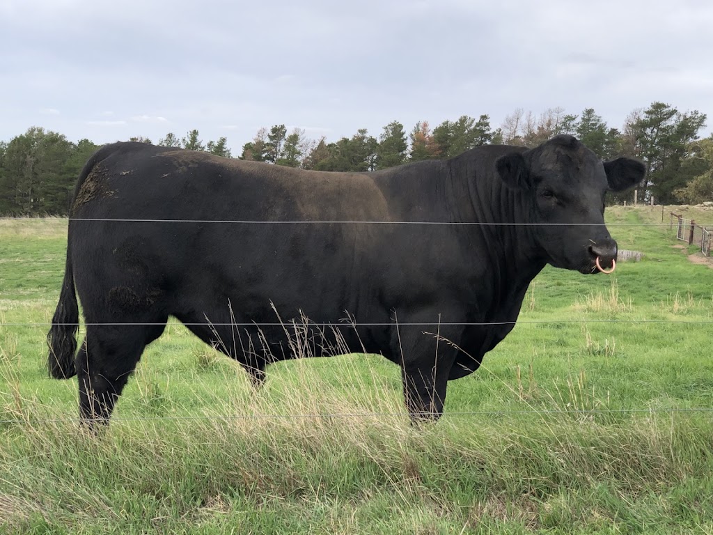 Tooloomba Angus | 72 Laubes Rd, Springton SA 5235, Australia | Phone: 0467 581 063