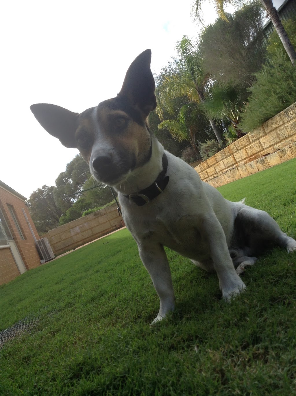 Ellenbrook Dog Exercise Park | park | Ellenbrook WA 6069, Australia