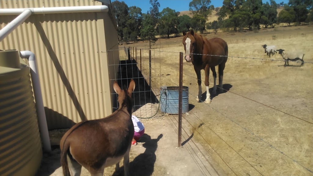 Amelia Rise Donkeys | 915 Terip Rd, Terip Terip VIC 3719, Australia | Phone: 0412 251 114
