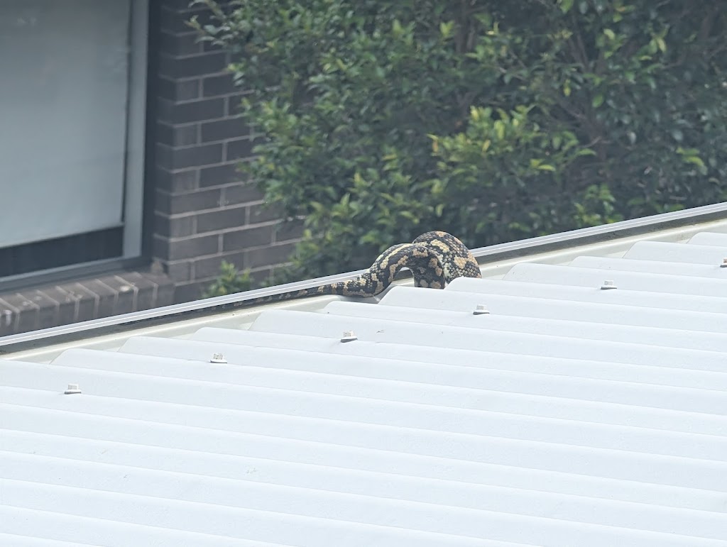 Conserve AU- Reptile Relocations & Education | 20 Ascot Cres, Samford Valley QLD 4520, Australia | Phone: 0459 468 450