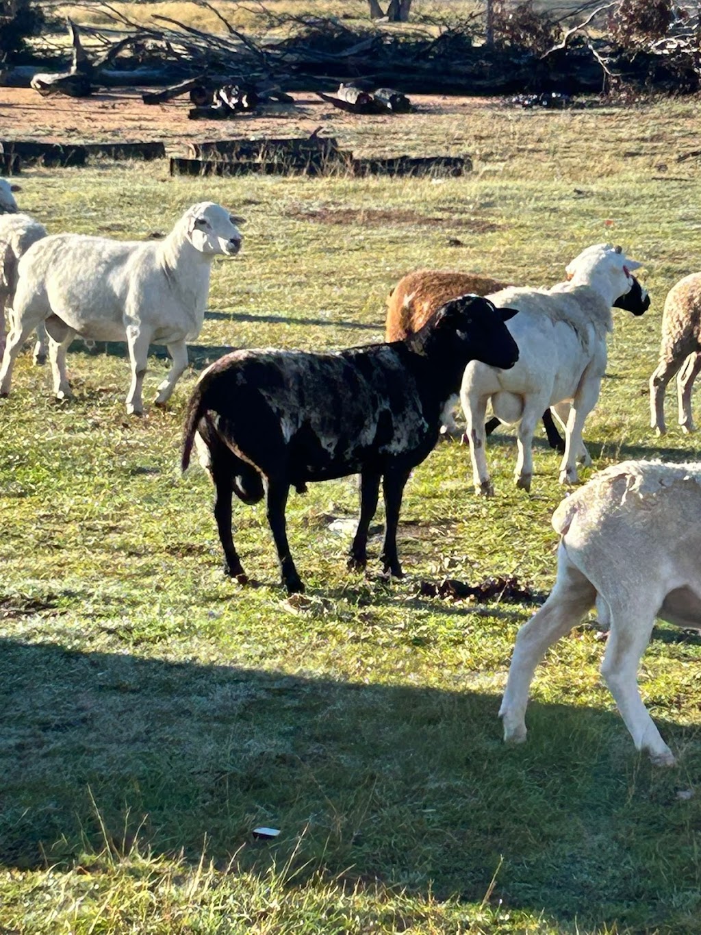 Kaka’s Ranch | 2087 Rabbit Fence Rd, Passchendaele QLD 4380, Australia | Phone: 0431 897 429