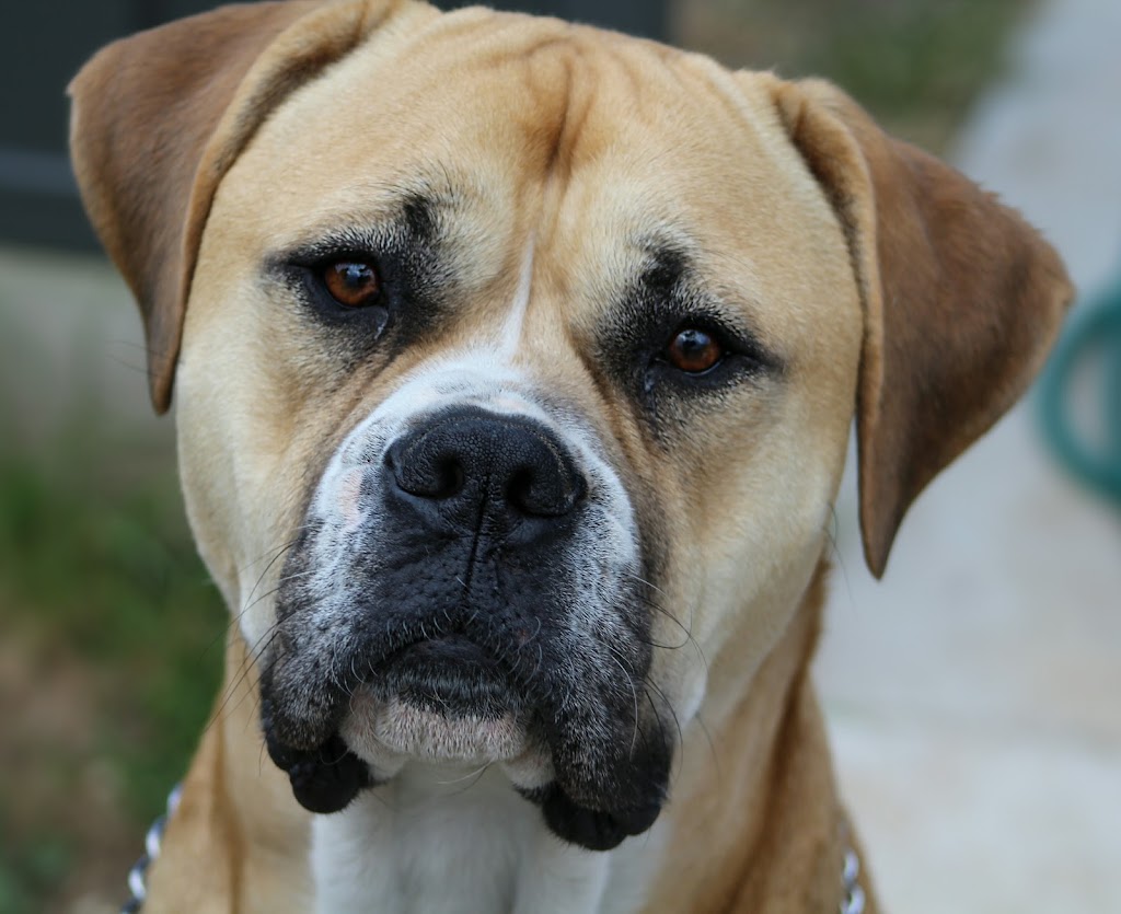 Valley Vet Services | 913 Linton-Carngham Rd, Snake Valley VIC 3351, Australia | Phone: 0490 742 810