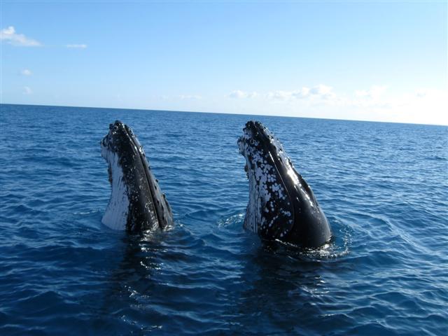 Hervey Bay Whale Watch | Great Sandy Straits Marina,, Buccaneer Dr, Urangan QLD 4655, Australia | Phone: 1800 671 977