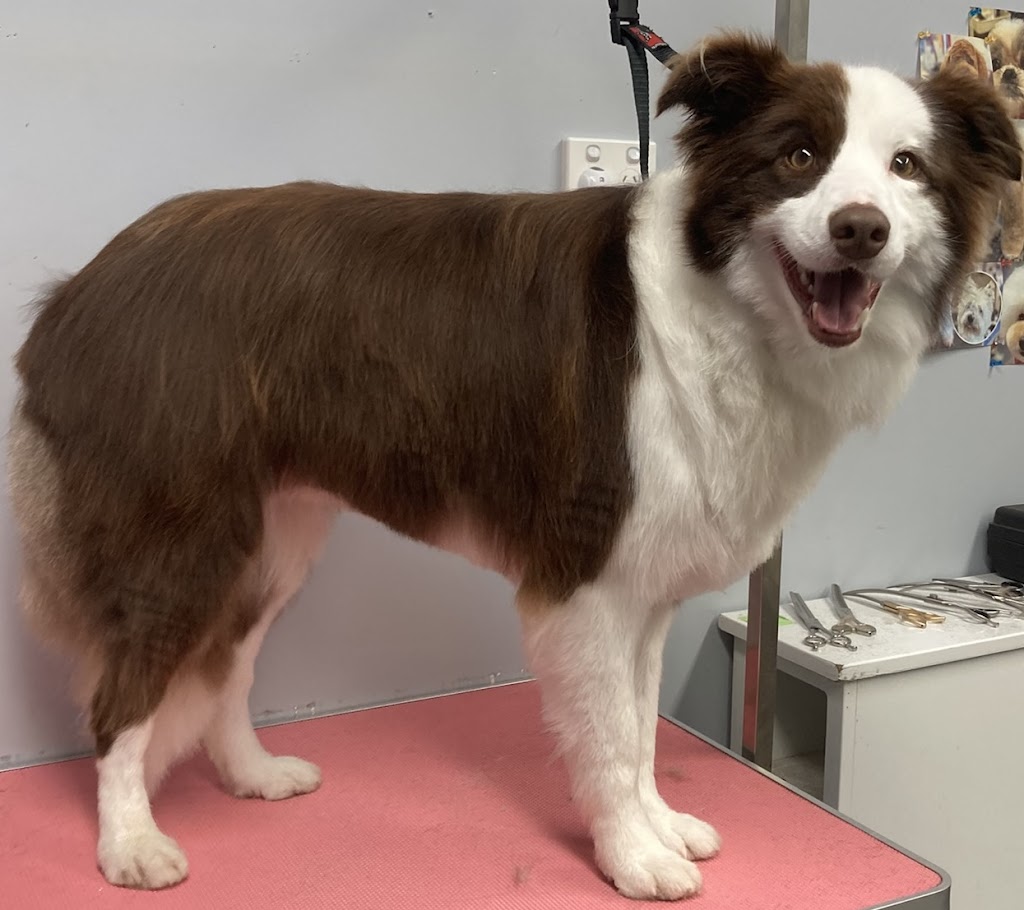 Peachy Clean - Pet grooming & supply store | 11-13 Buln Buln Rd, Drouin VIC 3818, Australia | Phone: 0483 849 145