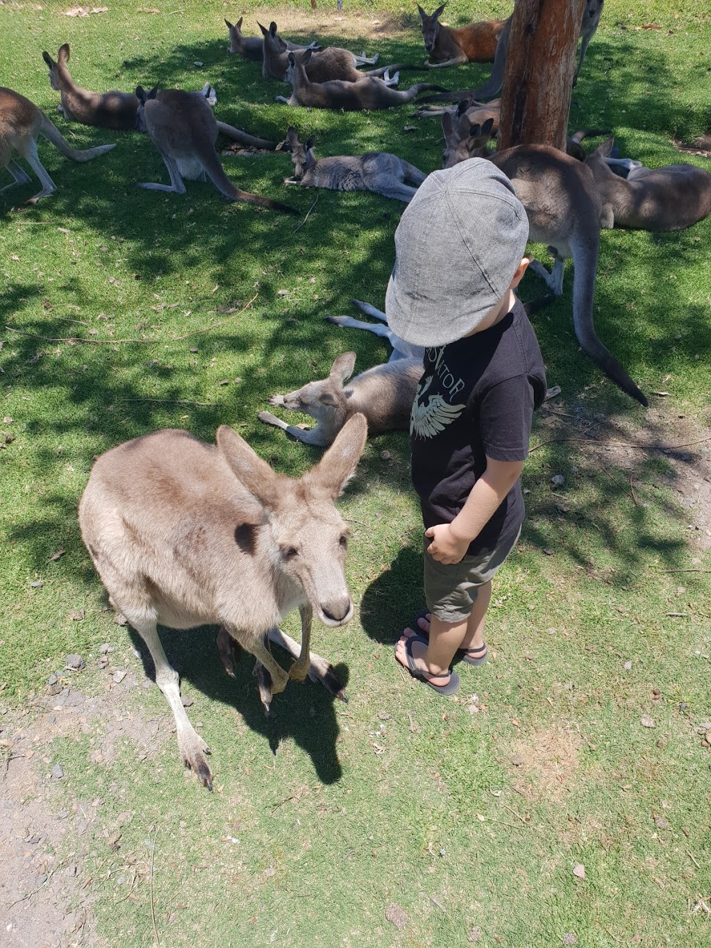 Oakvale Wildlife Park | 3 Oakvale Dr, Salt Ash NSW 2318, Australia | Phone: (02) 4982 6222