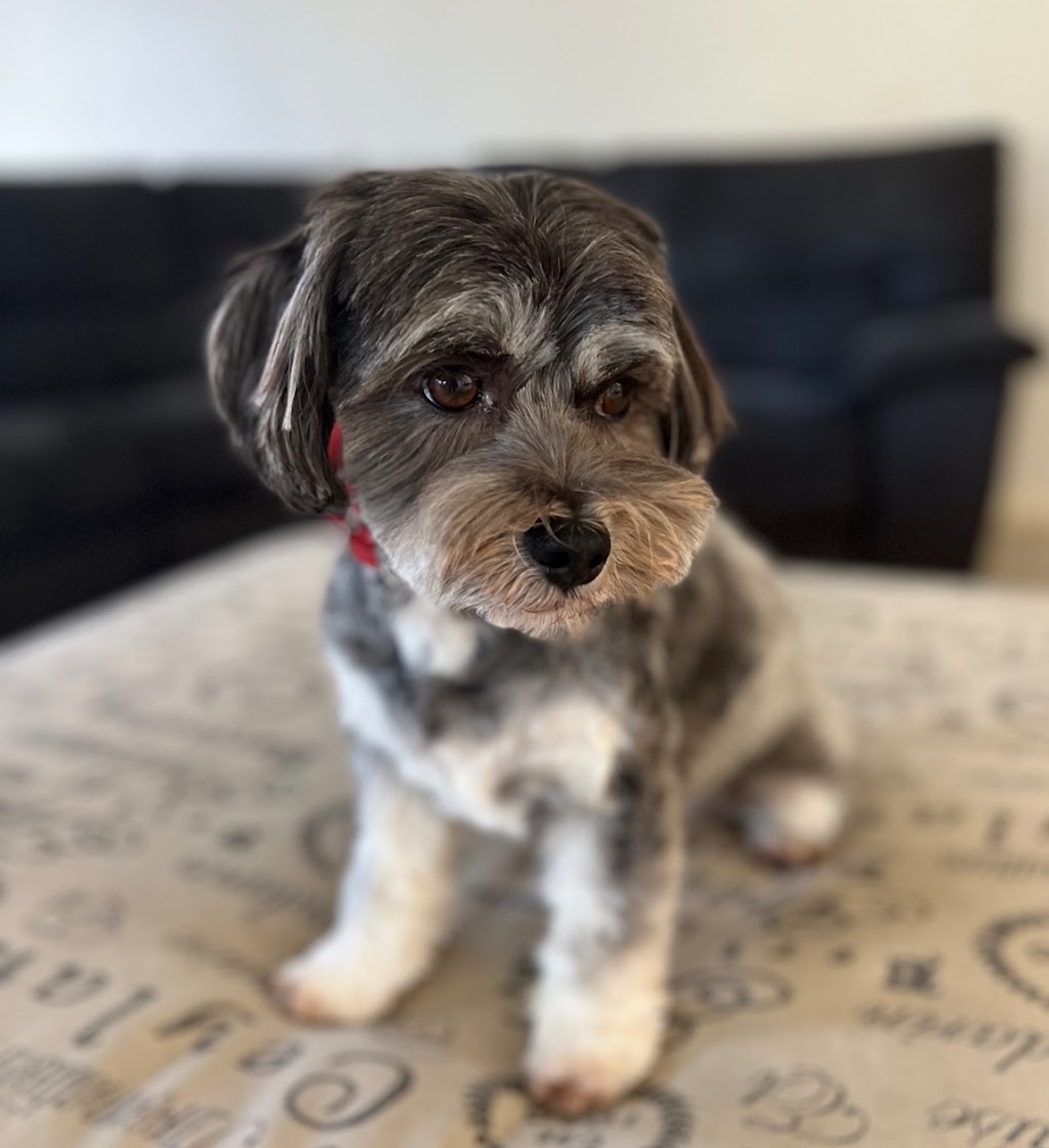 Canine Elegance | 2/110 James St, Templestowe VIC 3106, Australia | Phone: 0412 930 039