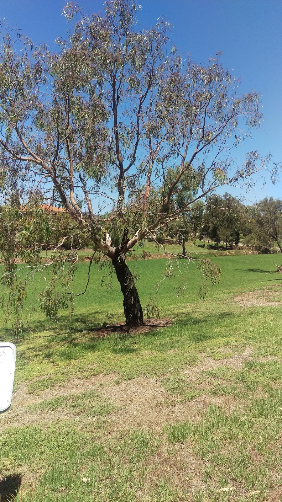 Parkview Drive Plantation | park | 4 Jacaranda Grove, Mawson Lakes SA 5095, Australia